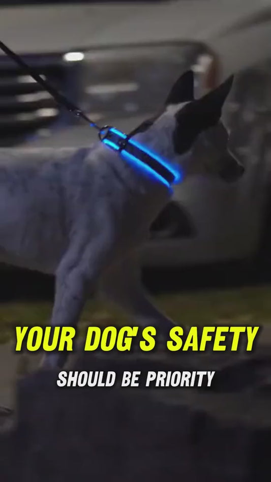 LED Dog Collar USB Rechargeable for Night Walks - Seven Colors | Paws-4-Joy