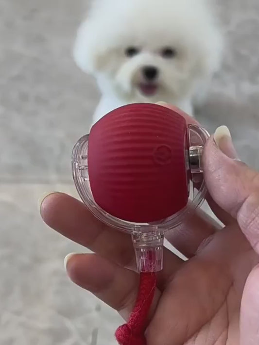 interactive ball toy for cats and dogs with auto motion in a living room play scene